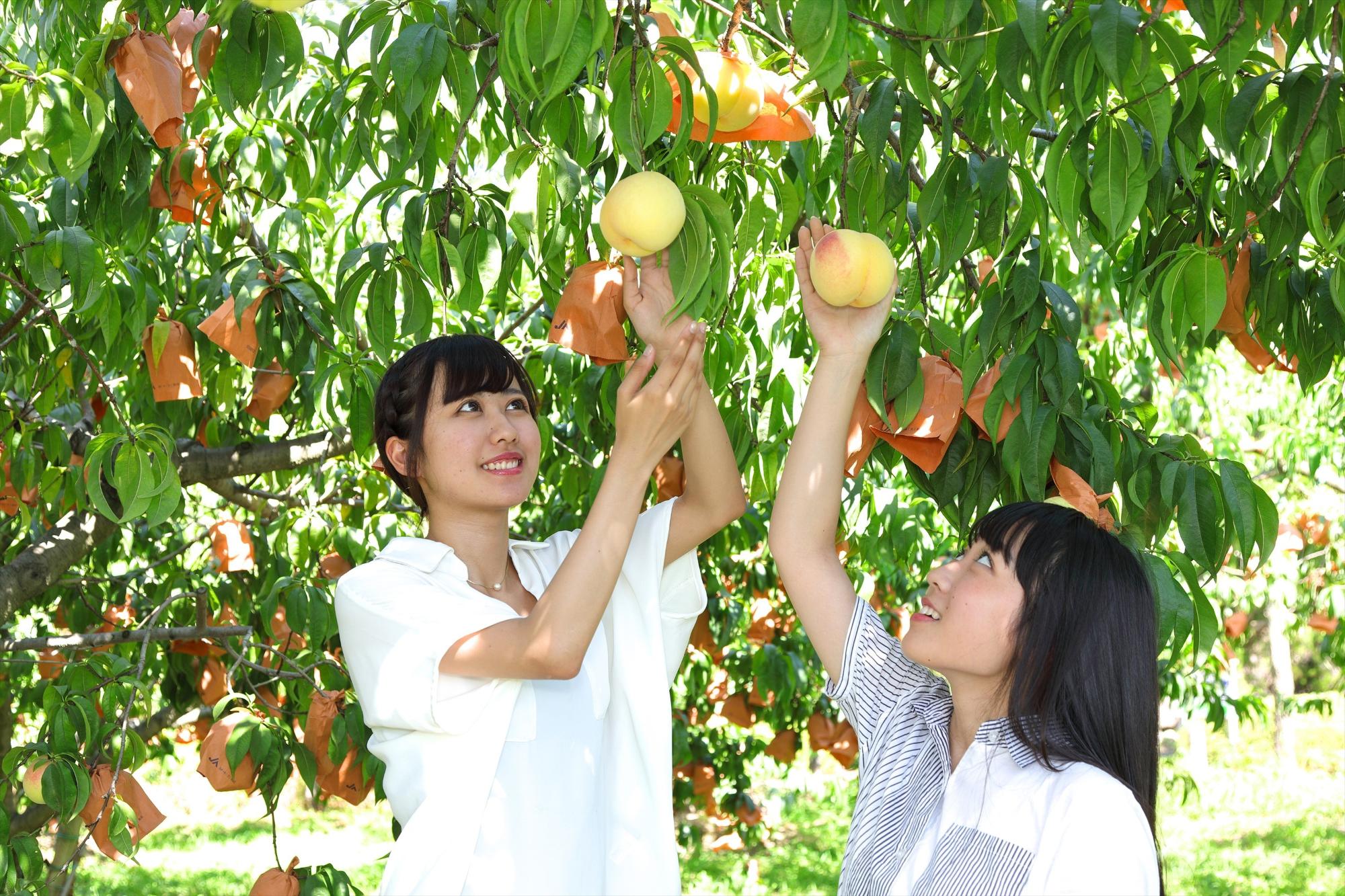 くだもの狩り 赤磐市