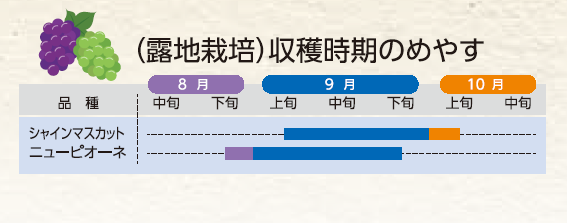 ぶどう収穫