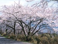 高倉山ハイキングコースの写真