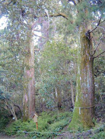 熊山の天然杉（くまやまのてんねんすぎ）の木立