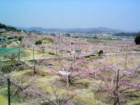 一面に広がる桃の花の写真