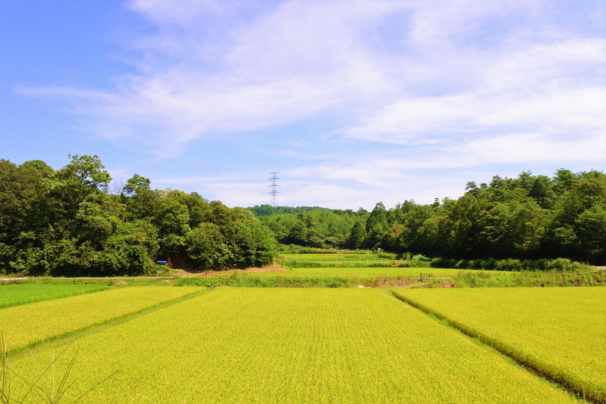 暮田の風景