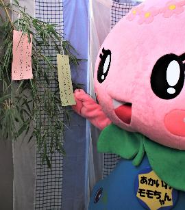 七夕モモちゃん2