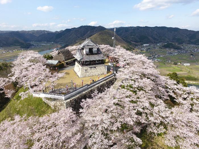 城山公園さくら