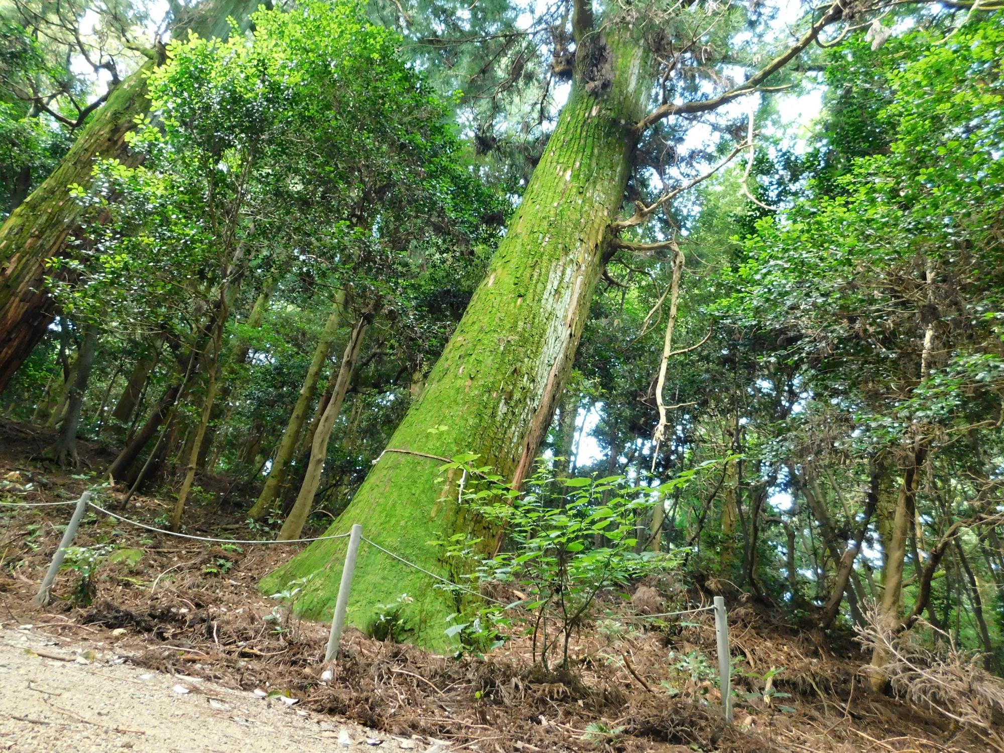 天然杉の巨木