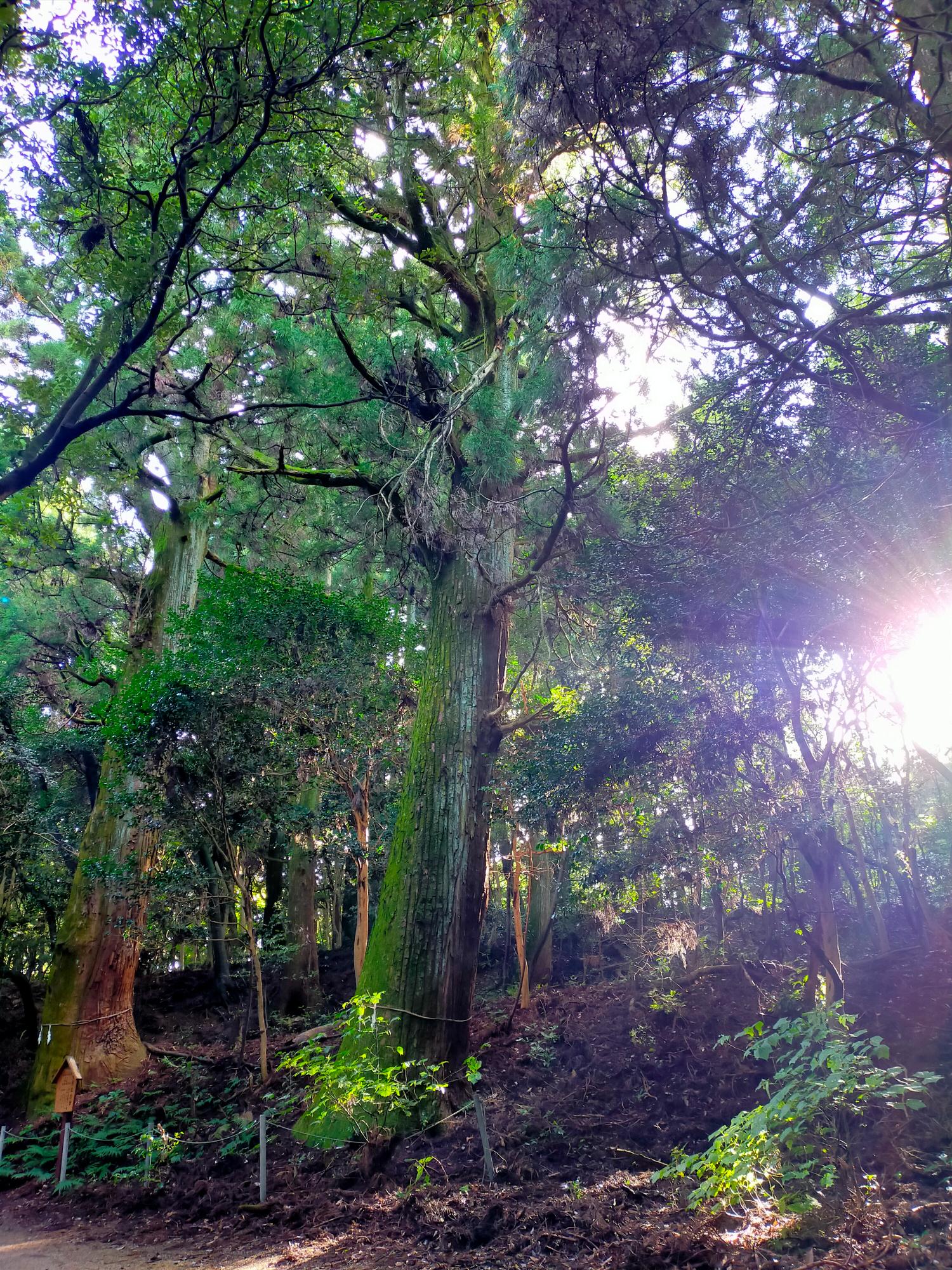 LINEデジタルフォトコンテスト優秀賞作品4