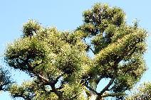 松の木の写真