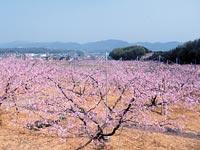 山陽地域に咲く桃畑の写真
