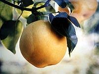 熊山地域の農産物である梨の写真