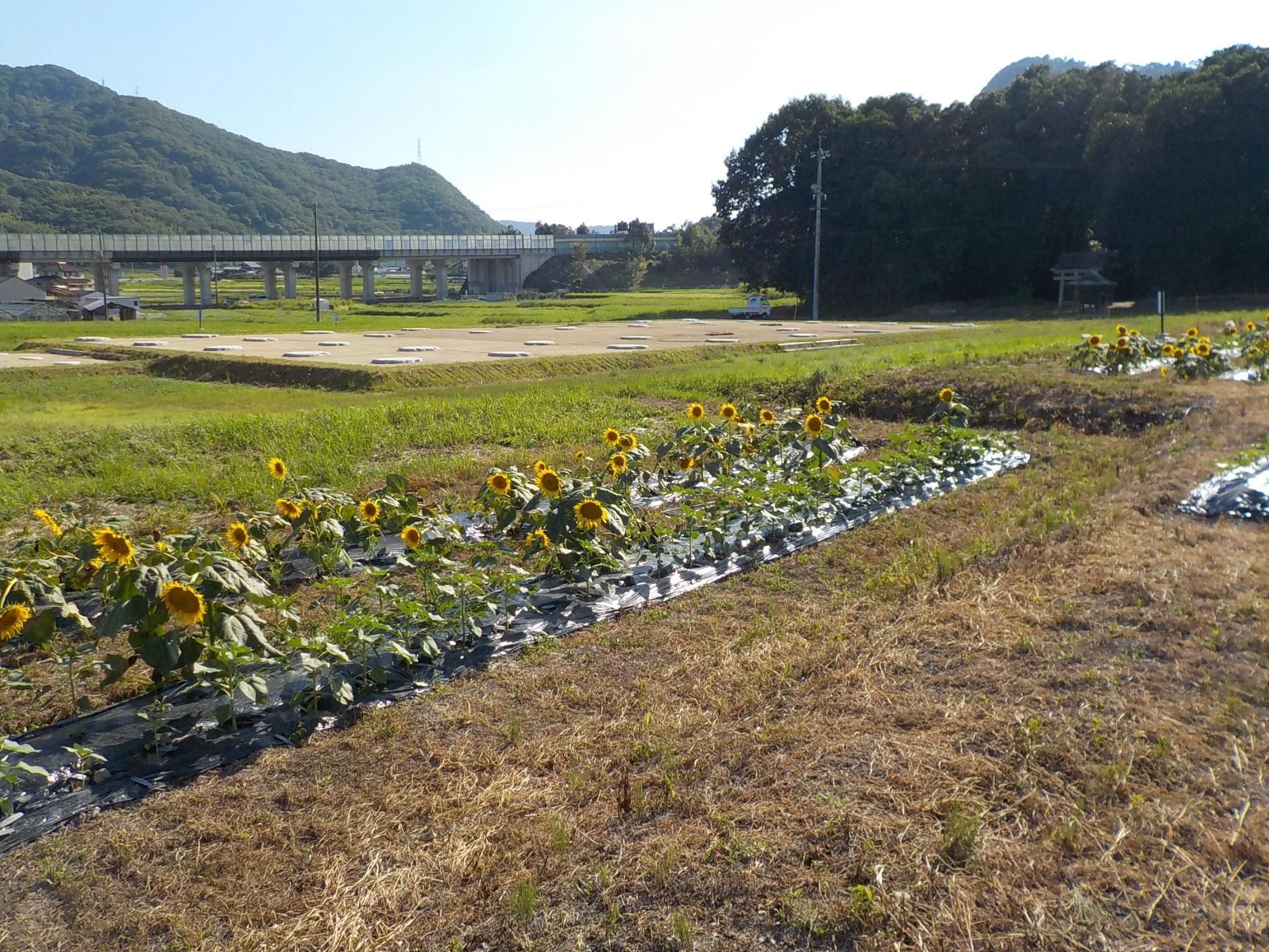 ひまわり開花