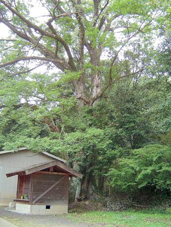 そびえ立つ黒沢の椋の木（くろさわのむくのき）の写真
