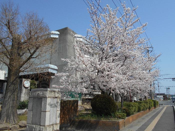 満開の桜風景