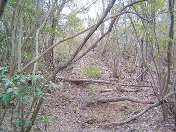 東雲谷古墳群（とううんだにこふんぐん）の木立の写真