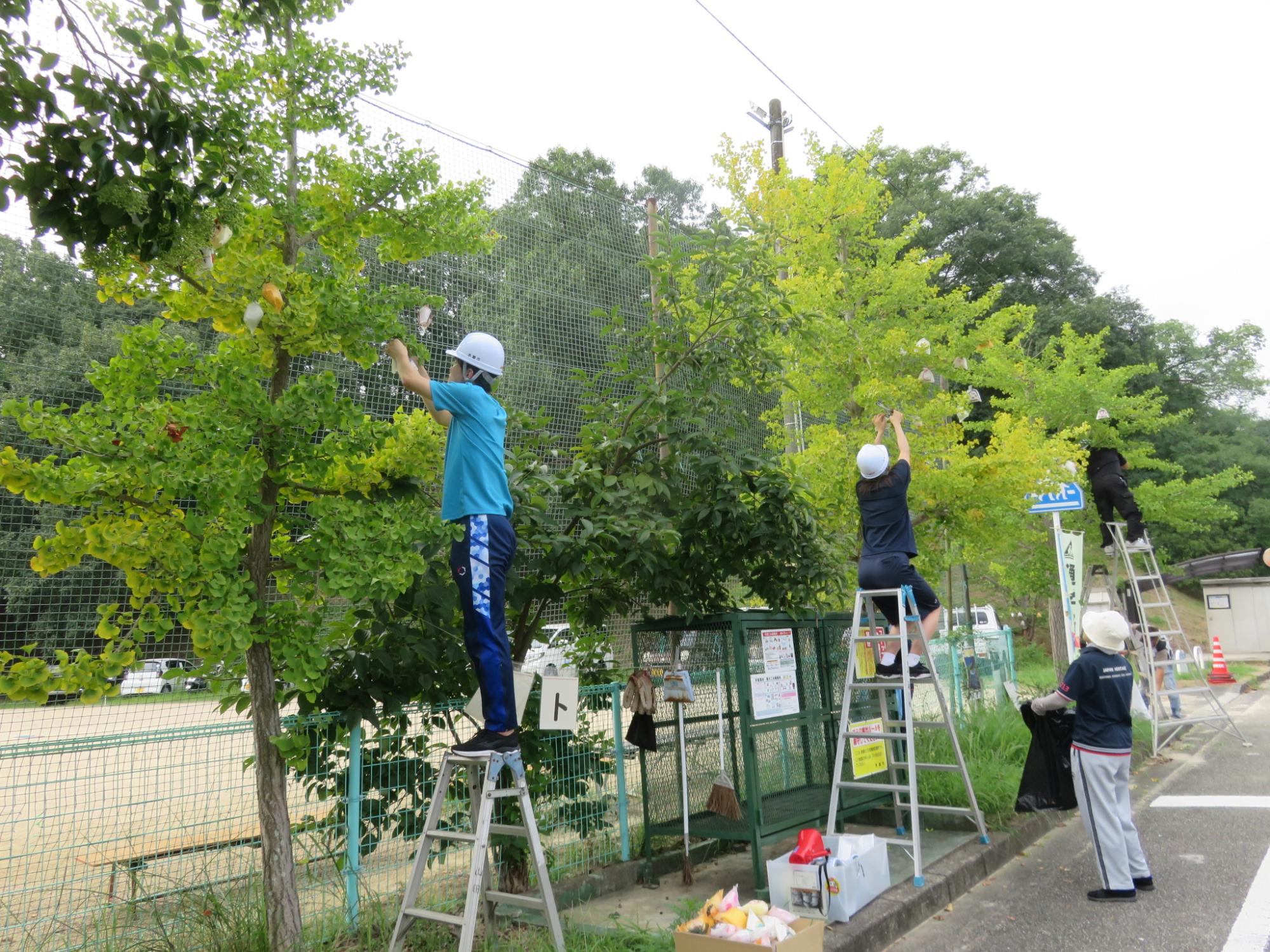 8月24日収穫作業2