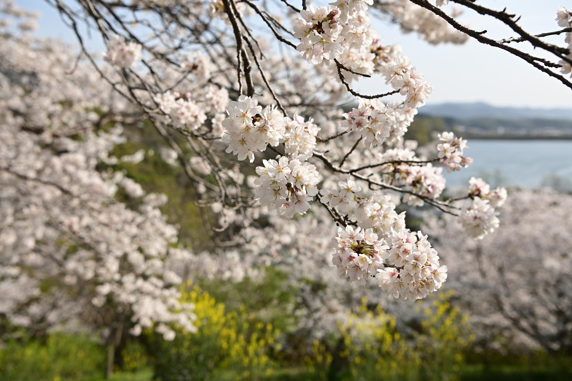 満開の桜と日古木大池