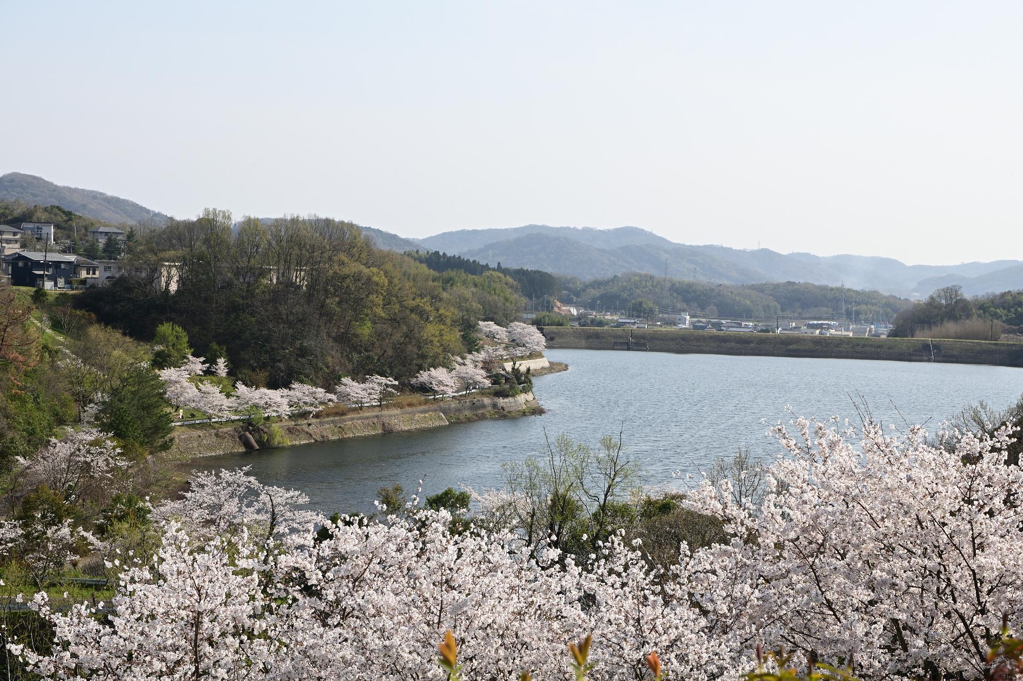 日古木大池周辺