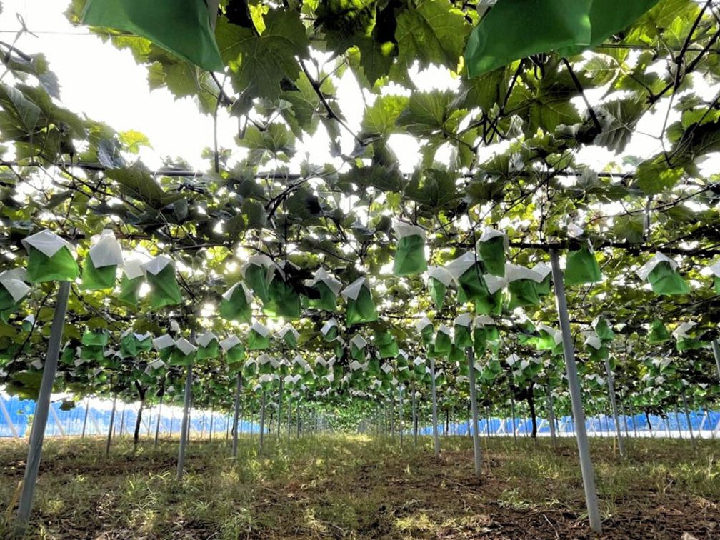 森田さんの夏ぶどうだな