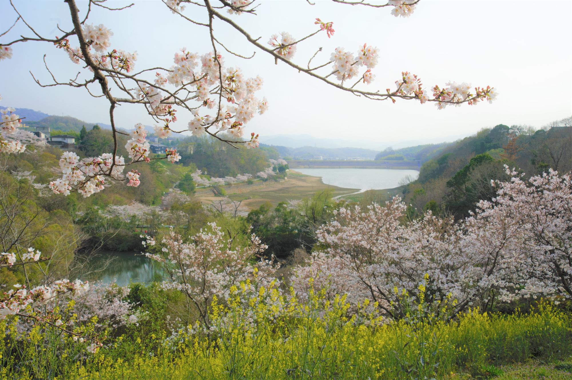 桜が丘西6から日古木大池をのぞむ