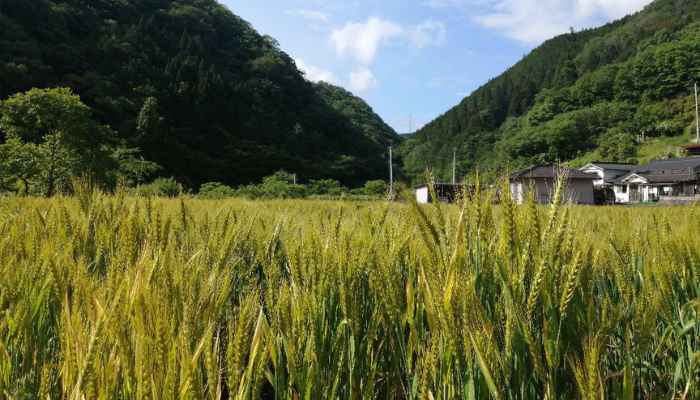 小麦畑