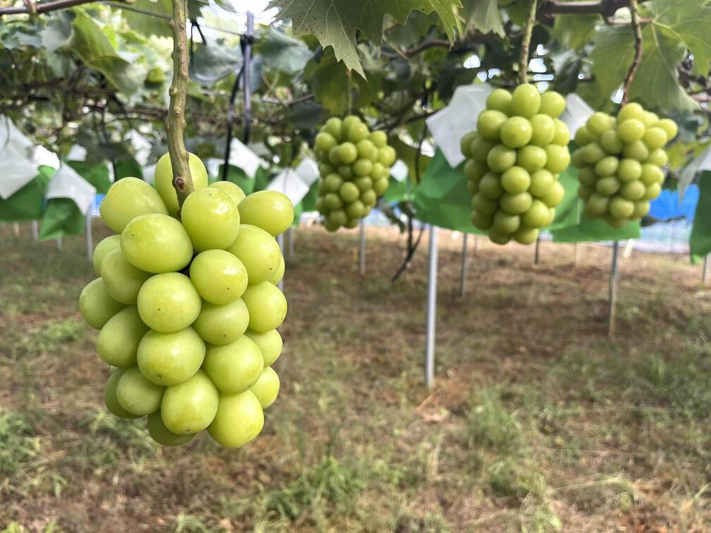 森田さんのぶどう