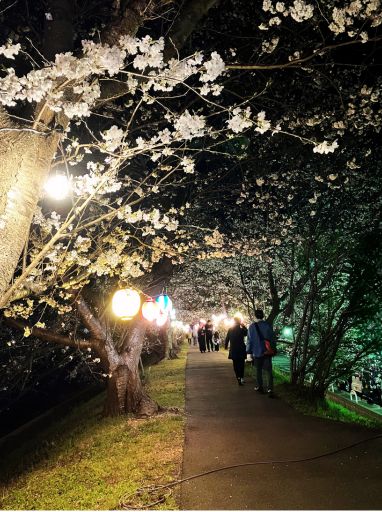 砂川の夜桜