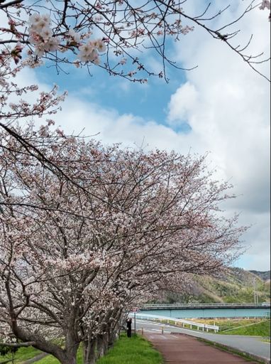 吉井河川敷桜