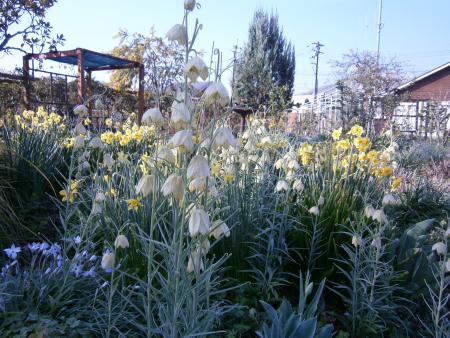熊山英国庭園で咲いているフリチラリア
