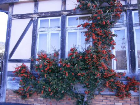 熊山英国庭園で咲いているピラカンサの実