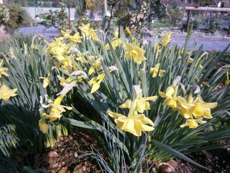 熊山英国庭園で咲いているスイセン